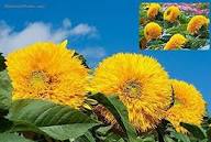 Helianthus Salicifolius Blumensamen zur Aussaat – Schnitt Blume beliebt – Traditionssorte & ohne Gentechnik Samen Hausgarten