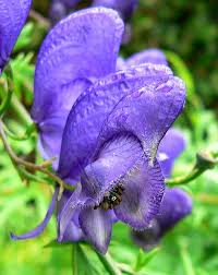 Aconitum Napellus Blumensamen zur Aussaat – hochwertige Qualitäts- – Traditionssorte & ohne Gentechnik Samen Hausgarten