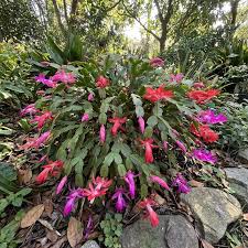 Lila Zygocactus Truncatus Blumensamen zur Aussaat – sonnenliebend – Traditionssorte & ohne Gentechnik Samen Hausgarten