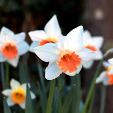 Orange Weiß Narzisse Blumensamen zur Aussaat Wildblume Mischung Traditionssorte & ohne Gentechnik Samen Hausgarten