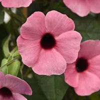 hell Rosa Thunbergia Blumensamen zur Aussaat saisonal Dauerblüher Traditionssorte & ohne Gentechnik Samen Hausgarten