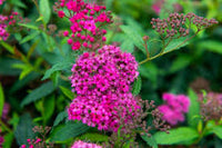 Rot Prachtspiere Blumensamen zur Aussaat ideal Rabatten Traditionssorte & ohne Gentechnik Samen Hausgarten