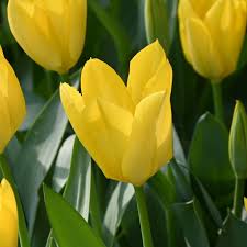 Gelb Tulpe Blumensamen zur Aussaat Halbschatten verträglich Traditionssorte & ohne Gentechnik Samen Hausgarten