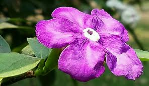 Lila Brunfelsia Pauciflora Blumensamen zur Aussaat – Landhaus Garten wichtig – Traditionssorte & ohne Gentechnik Samen Hausgarten