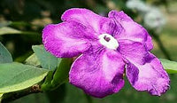 Lila Brunfelsia Pauciflora Blumensamen zur Aussaat – Landhaus Garten wichtig – Traditionssorte & ohne Gentechnik Samen Hausgarten