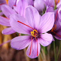 hell Rosa Crocus Blumensamen zur Aussaat – hochwertige Qualitäts- – Traditionssorte & ohne Gentechnik Samen Hausgarten