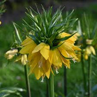 Gelb Fritillaria Blumensamen zur Aussaat Halbschatten verträglich Traditionssorte & ohne Gentechnik Samen Hausgarten