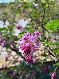 Rosa Currant Blumensamen zur Aussaat – leuchtend – Traditionssorte & ohne Gentechnik Samen Hausgarten