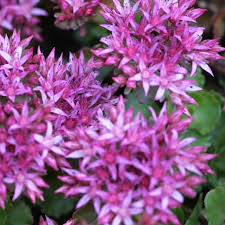 Rosa Sedum Spurium Blumensamen zur Aussaat – farbenfroh Schau – Traditionssorte & ohne Gentechnik Samen Hausgarten