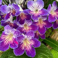 Streptocarpus Blumensamen zur Aussaat – pflegeleicht – Traditionssorte & ohne Gentechnik Samen Hausgarten