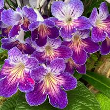 Streptocarpus Blumensamen zur Aussaat – pflegeleicht – Traditionssorte & ohne Gentechnik Samen Hausgarten