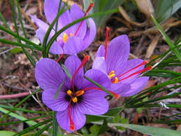 Mini Violett dunkel Rot Blumensamen zur Aussaat – selten Sorte
