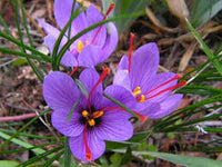 Mini Violett dunkel Rot Blumensamen zur Aussaat – selten Sorte