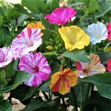 Gemischt Mirabilis Blumensamen zur Aussaat Schnitt Blume beliebt Traditionssorte & ohne Gentechnik Samen Hausgarten