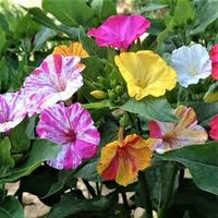 Gemischt Mirabilis Blumensamen zur Aussaat Schnitt Blume beliebt Traditionssorte & ohne Gentechnik Samen Hausgarten