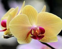hell Gelb Schmetterlingsorchidee Orchidee Samen – elegant Blüten Traditionssorte & ohne Gentechnik Hausgarten