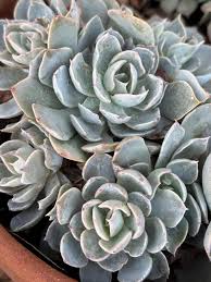 Grey Succulent Blumensamen zur Aussaat Drought verträglich Traditionssorte & ohne Gentechnik Samen Hausgarten