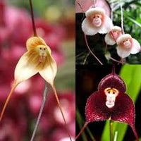 klein Face Orchidee Blumensamen zur Aussaat – ideal Rabatten – Traditionssorte & ohne Gentechnik Samen Hausgarten