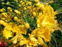 Gelb Caesalpinia Blumensamen Garten beliebt Traditionssorte & ohne Gentechnik Samen Hausgarten