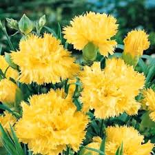 Gelb Lila Nelke Blumensamen Blumensamen zur Aussaat – lang Blüte Saison – Traditionssorte & ohne Gentechnik Samen Hausgarten