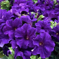 Blau Petunie Wave Blumensamen zur Aussaat – ideal Rabatten – Traditionssorte & ohne Gentechnik Samen Hausgarten