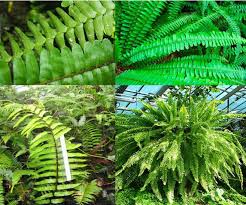 Grün Fern zur Aussaat Traditionssorte & ohne Gentechnik Samen robust Sorte Traditionssorte & ohne Gentechnik Samen Hausgarten