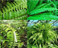 Grün Fern zur Aussaat Traditionssorte & ohne Gentechnik Samen robust Sorte Traditionssorte & ohne Gentechnik Samen Hausgarten
