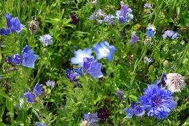 Blau Spectabilis Blumensamen zur Aussaat – Garten beliebt – Traditionssorte & ohne Gentechnik Samen Hausgarten
