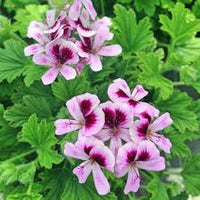 Citronella Blumensamen zur Aussaat – leuchtend Blüten – Traditionssorte & ohne Gentechnik Samen Hausgarten