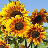 Gelb Rot Sonnenblume Samen zur Aussaat – Garten beliebt – Traditionssorte & ohne Gentechnik Samen Hausgarten