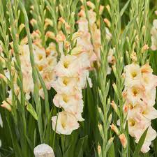 Creme Gladiole Blumensamen zur Aussaat duftend Blüten Traditionssorte & ohne Gentechnik Samen Hausgarten