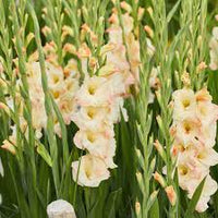 Creme Gladiole Blumensamen zur Aussaat duftend Blüten Traditionssorte & ohne Gentechnik Samen Hausgarten