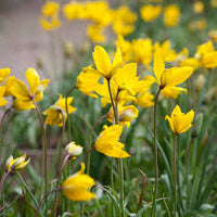 Tulipa Sylvestris Blumensamen zur Aussaat – lang Blüte Saison – Traditionssorte & ohne Gentechnik Samen Hausgarten