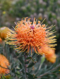 Orange Gelb Protea Blumensamen zur Aussaat duftend Blüten Traditionssorte & ohne Gentechnik Samen Hausgarten