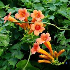 Creeper Blumensamen zur Aussaat – duftend Blüten – Traditionssorte & ohne Gentechnik Samen Hausgarten