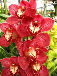 tief Rot Orchidee Blumensamen – farbenfroh Schau Traditionssorte & ohne Gentechnik Samen zur Aussaat Hausgarten