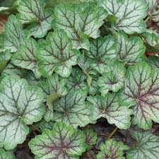 dunkel Grün Heuchera Samen Blumensamen zur Aussaat farbenfroh Schau Traditionssorte & ohne Gentechnik Samen Hausgarten