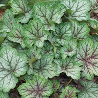 dunkel Grün Heuchera Samen Blumensamen zur Aussaat farbenfroh Schau Traditionssorte & ohne Gentechnik Samen Hausgarten