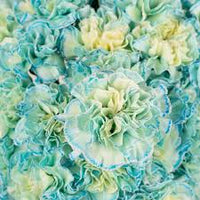 Himmelblau Nelke Blumensamen zur Aussaat – kompakt Wuchs – Traditionssorte & ohne Gentechnik Samen Hausgarten