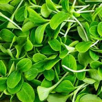 Sonnenblumen Microgreens Samen