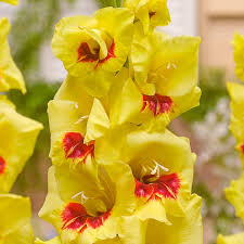 Gelb Rosa Gladiole Blumensamen zur Aussaat – ideal Rabatten Traditionssorte & ohne Gentechnik Samen Hausgarten