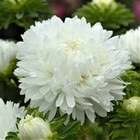 Weiß Grün China Aster Blumensamen zur Aussaat Garten beliebt Traditionssorte & ohne Gentechnik Samen Hausgarten