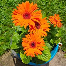 Orange Gerbera Jamesonii Blumensamen zur Aussaat – Anzucht – Traditionssorte & ohne Gentechnik Samen Hausgarten