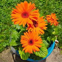 Orange Gerbera Jamesonii Blumensamen zur Aussaat – Anzucht – Traditionssorte & ohne Gentechnik Samen Hausgarten