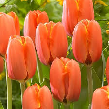 Orange Rosa Tulpe Blumensamen zur Aussaat lang Blüte Saison Traditionssorte & ohne Gentechnik Samen Hausgarten