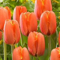 Orange Rosa Tulpe Blumensamen zur Aussaat lang Blüte Saison Traditionssorte & ohne Gentechnik Samen Hausgarten