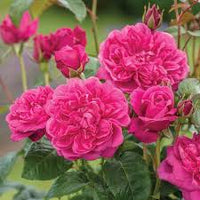 dunkel Rosa gefüllt Petal English Rose Blumensamen zur Aussaat Halbschatten verträglich Traditionssorte & ohne Gentechnik Samen Hausgarten