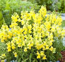 Snapdragon Golden Blumensamen zur Aussaat – sonnenliebend – Traditionssorte & ohne Gentechnik Samen Hausgarten