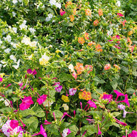 Gemischt Mirabilis Blumensamen zur Aussaat Schnitt Blume beliebt Traditionssorte & ohne Gentechnik Samen Hausgarten