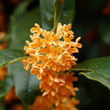 Osmanthus Orange Blumensamen zur Aussaat – Drought verträglich – Traditionssorte & ohne Gentechnik Samen Hausgarten